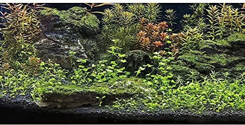 AWERT 24x12 cm Akvárium Háttér Vízi Növény Rock River Bed & Tó akvárium Háttér Vinil
